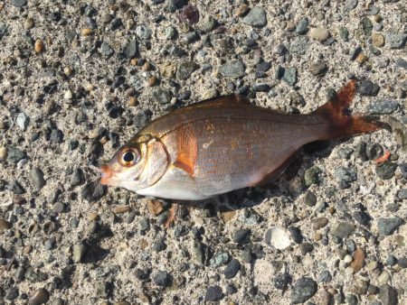 ウイリーサビキ